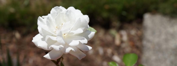 A small white rose