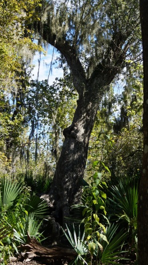 swamp tree